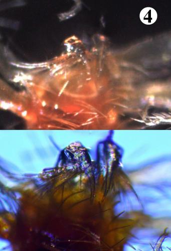 Erythracarus epigeus